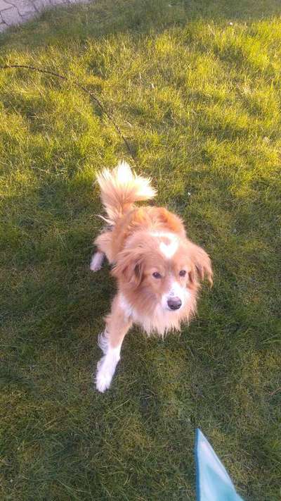 Mischlinge raten - Rätselspaß-Beitrag-Bild