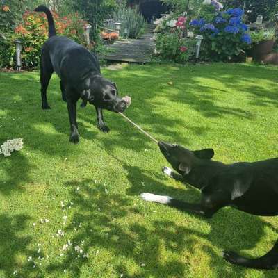 Hundetreffen-Toben, Rennen, Raufen-Bild