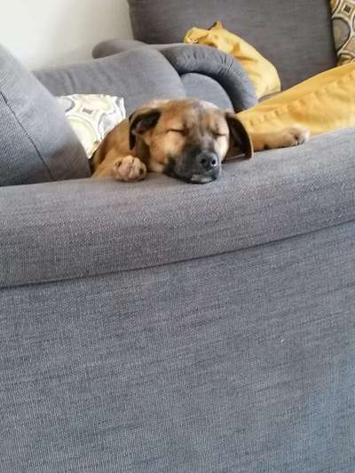 Welpen Bilder !-Beitrag-Bild