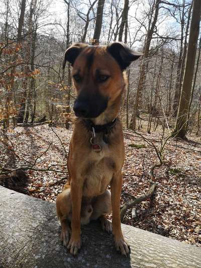 Auslandstierschutz-Beitrag-Bild