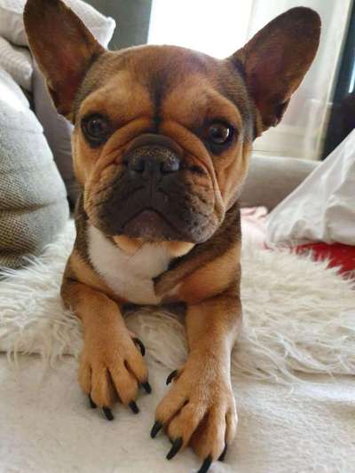 Französische Bulldoggen-Beitrag-Bild