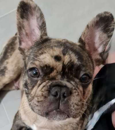 Zeigt her eure Frenchi-Beitrag-Bild