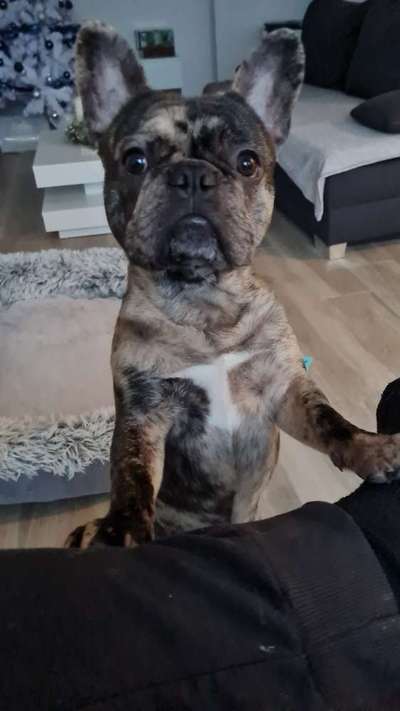 Französische Bulldoggen-Beitrag-Bild