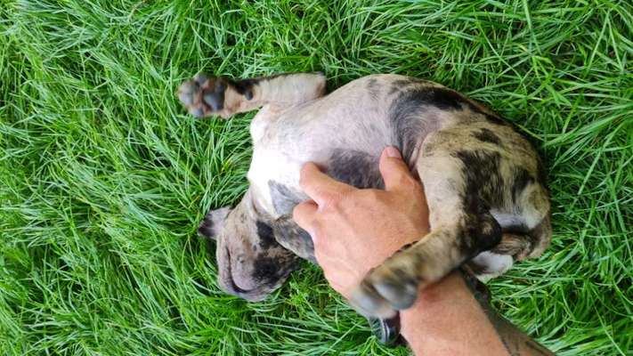 Die Dogorama Wochen Challenge-Beitrag-Bild