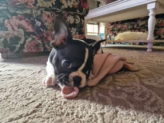 Französische Bulldoggen-Beitrag-Bild