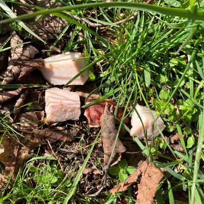 Giftköder-Giftköder-Bild