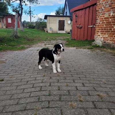 Hundetreffen-Welpentreffen-Bild