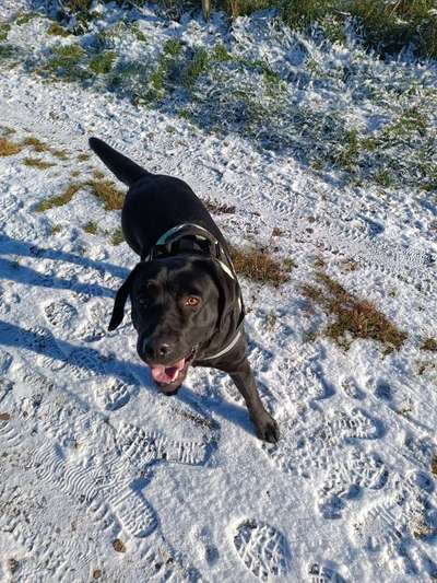 Hundetreffen-Gassifreunde, Üben von Hundebegegnungen und Social Walks gesucht-Bild