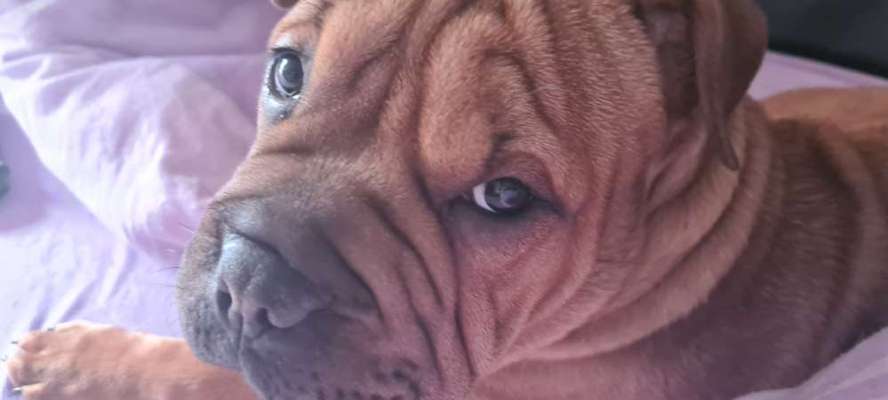 Foto's und Hundemodels-Beitrag-Bild