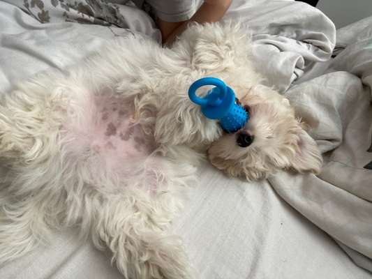 Welpen Bilder !-Beitrag-Bild