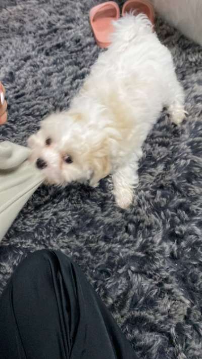 Das erste Bild eures Hundes-Beitrag-Bild