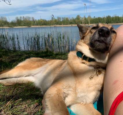 Dogorama-Monats-Challenge-Mai "Wasser"-Beitrag-Bild