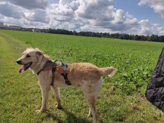 Hundetreffen-Spielen auf dem Feld-Bild