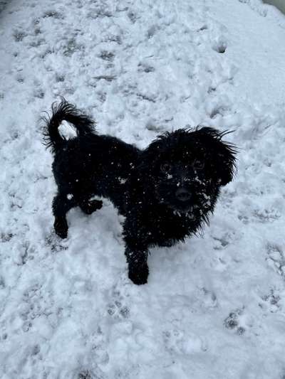 Die Dogorama Kalender Challenge Titelbild-Beitrag-Bild