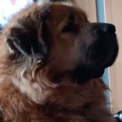 Hundetreffen-Treffen mit kleinen Hunden oder weiblichen-Profilbild