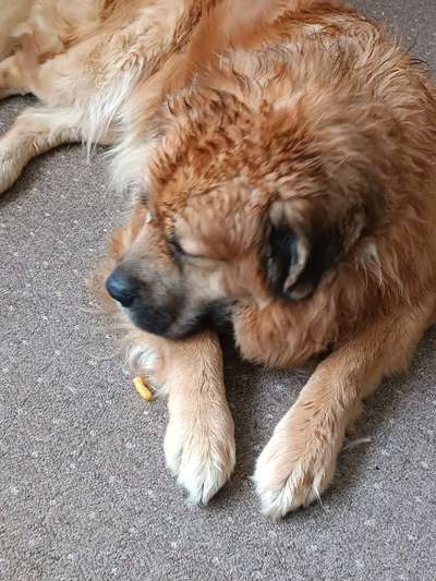 Hundetreffen-Spaziergang zu zweit-Bild