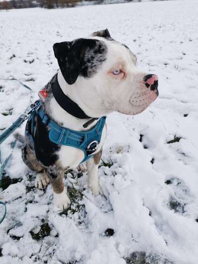 Hundetreffen-Gassirunde&spielrunde Schönauer Lachen-Bild