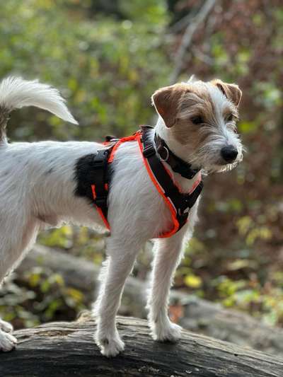 Wo sind die Jack und Parson Russell Terrier?-Beitrag-Bild