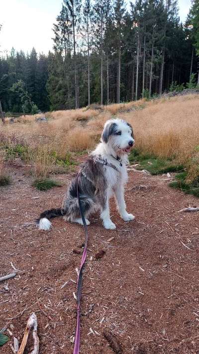 Hundetreffen-Spielgefährten im Raum Weinstadt mit eingezäuntem Garten dringend gesucht 🐺🤗-Bild