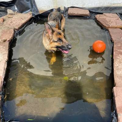 Dogorama-Monats-Challenge-Mai "Wasser"-Beitrag-Bild