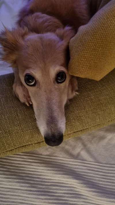 Dogorama Photo Challenge - Hundeblick zum hinschmelzen-Beitrag-Bild