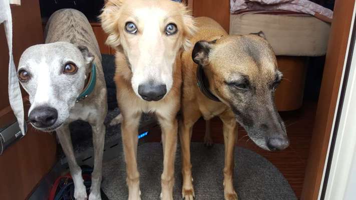 Hunderunde-Beitrag-Bild