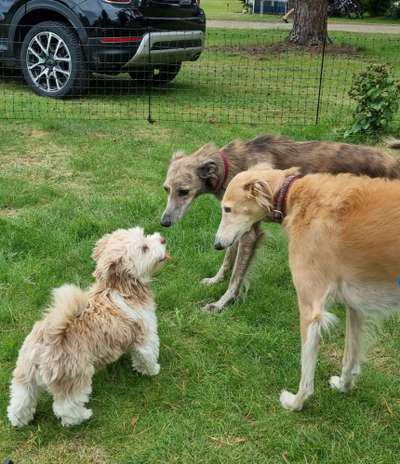 Windhunde - Treffen der besonderen Schönheiten
HERZLICH WILLKOMMEN-Beitrag-Bild