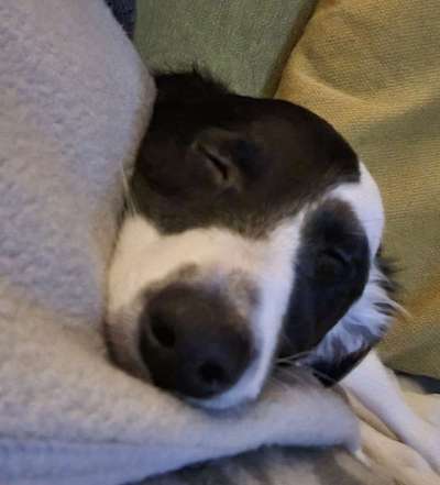 Dogorama Photo Challenge - Hundeblick zum hinschmelzen-Beitrag-Bild