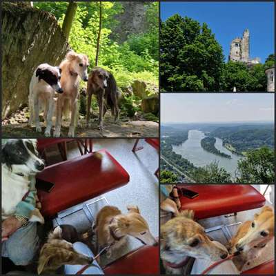 Windhunde - Treffen der besonderen Schönheiten
HERZLICH WILLKOMMEN-Beitrag-Bild