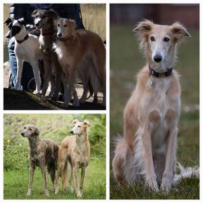 Windhunde - Treffen der besonderen Schönheiten
HERZLICH WILLKOMMEN-Beitrag-Bild