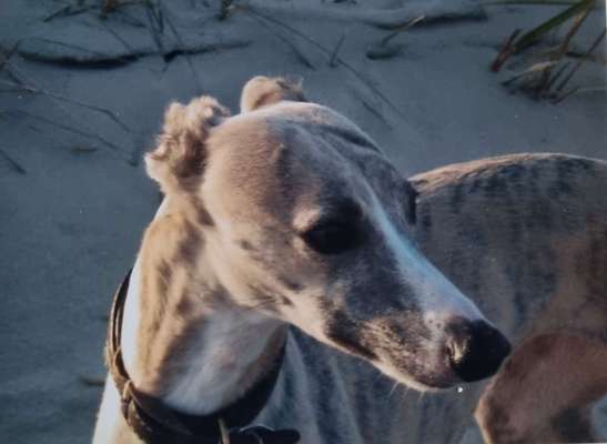 Challenge 41 - Mein Hund im Urlaub-Beitrag-Bild