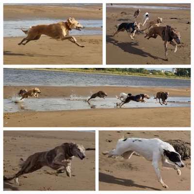 Windhunde - Treffen der besonderen Schönheiten
HERZLICH WILLKOMMEN-Beitrag-Bild