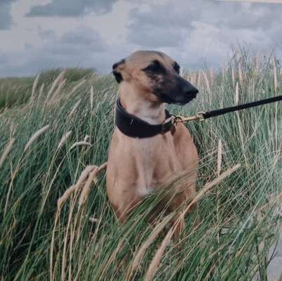 Challenge 41 - Mein Hund im Urlaub-Beitrag-Bild