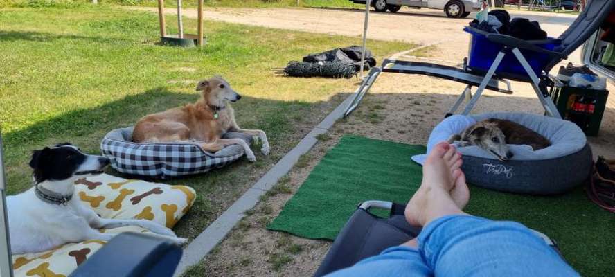 Windhunde - Treffen der besonderen Schönheiten
HERZLICH WILLKOMMEN-Beitrag-Bild