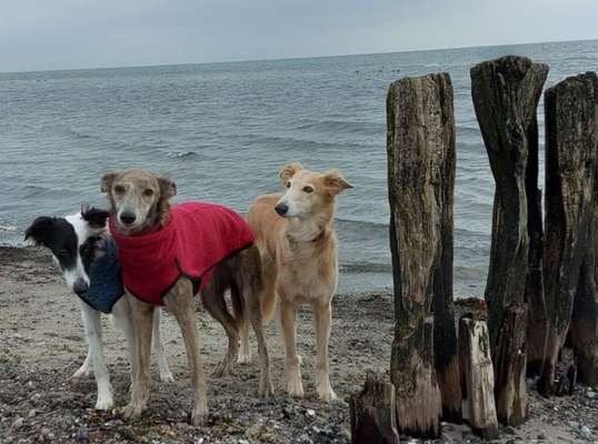 Windhunde - Treffen der besonderen Schönheiten
HERZLICH WILLKOMMEN-Beitrag-Bild