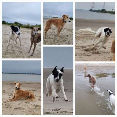 Windhunde - Treffen der besonderen Schönheiten
HERZLICH WILLKOMMEN-Beitrag-Bild