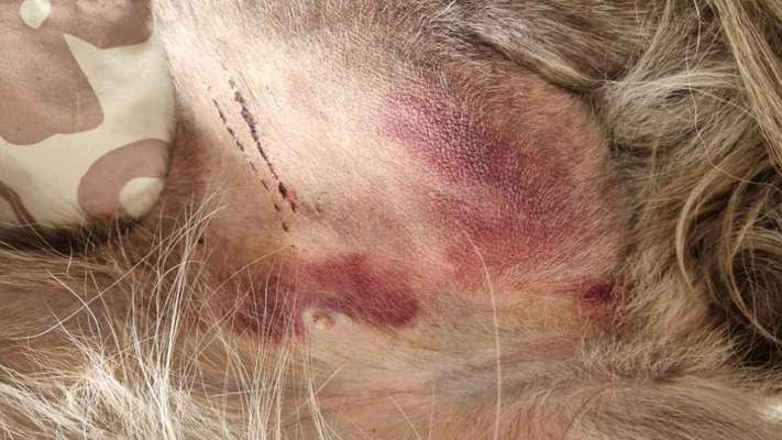 Windhunde - Treffen der besonderen Schönheiten
HERZLICH WILLKOMMEN-Beitrag-Bild