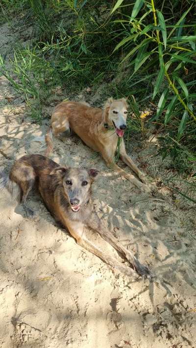 Windhunde - Treffen der besonderen Schönheiten
HERZLICH WILLKOMMEN-Beitrag-Bild