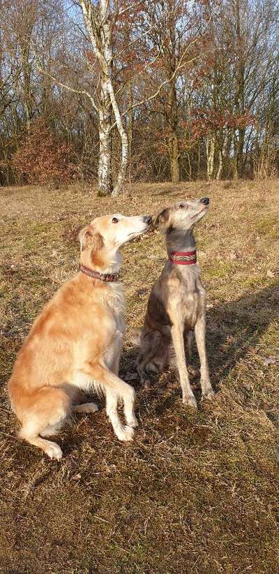 Windhunde - Treffen der besonderen Schönheiten
HERZLICH WILLKOMMEN-Beitrag-Bild