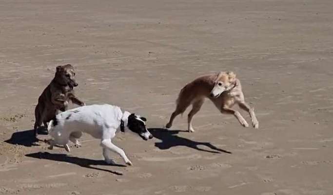 FOTO CHALLENGE 77 - Dein Hund im Spiel-Beitrag-Bild