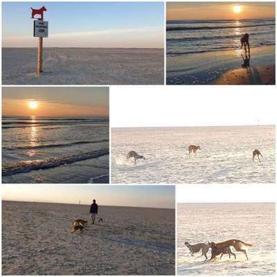 Hundeurlaub In Deutschland-Beitrag-Bild