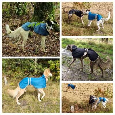 Windhunde - Treffen der besonderen Schönheiten
HERZLICH WILLKOMMEN-Beitrag-Bild