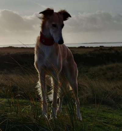 Challenge 41 - Mein Hund im Urlaub-Beitrag-Bild