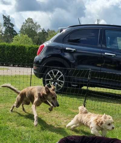 Windhunde - Treffen der besonderen Schönheiten
HERZLICH WILLKOMMEN-Beitrag-Bild