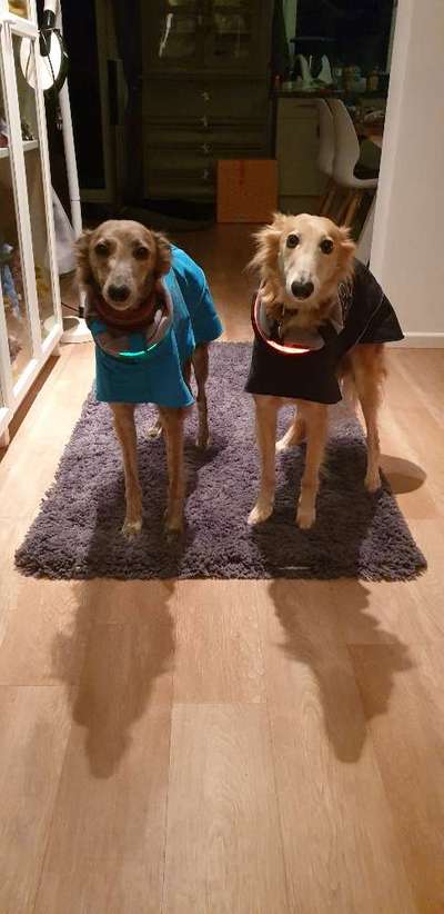 Windhunde - Treffen der besonderen Schönheiten
HERZLICH WILLKOMMEN-Beitrag-Bild