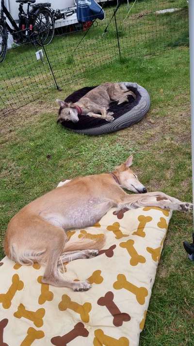 Windhunde - Treffen der besonderen Schönheiten
HERZLICH WILLKOMMEN-Beitrag-Bild