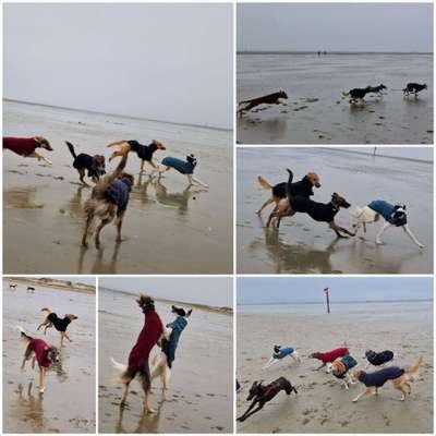 Windhunde - Treffen der besonderen Schönheiten
HERZLICH WILLKOMMEN-Beitrag-Bild