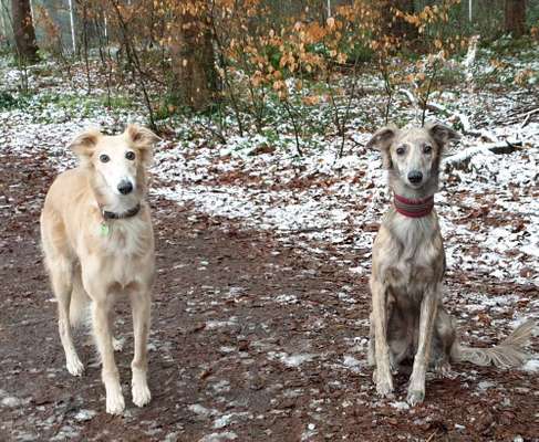 Windhunde - Treffen der besonderen Schönheiten
HERZLICH WILLKOMMEN-Beitrag-Bild