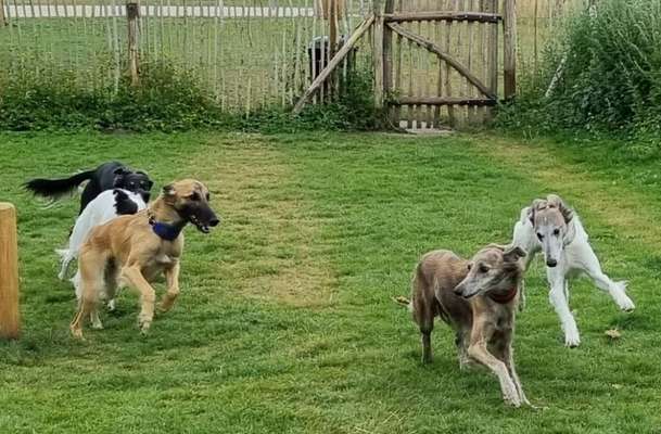 Windhunde - Treffen der besonderen Schönheiten
HERZLICH WILLKOMMEN-Beitrag-Bild