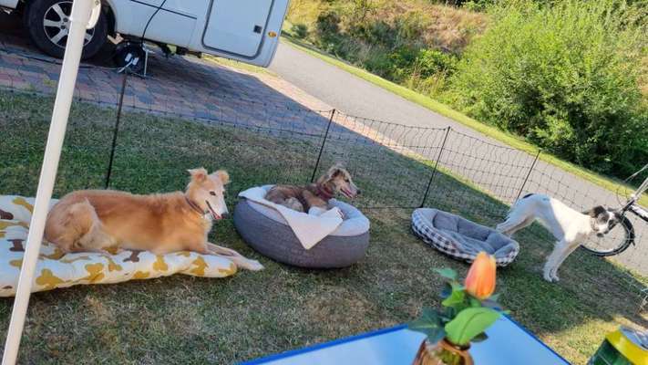 Windhunde - Treffen der besonderen Schönheiten
HERZLICH WILLKOMMEN-Beitrag-Bild